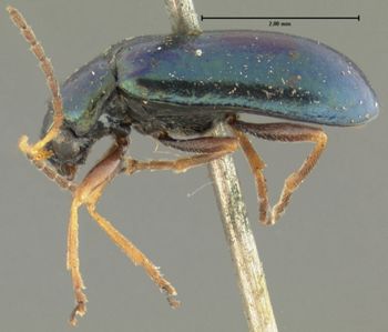 Media type: image;   Entomology 4342 Aspect: habitus lateral view